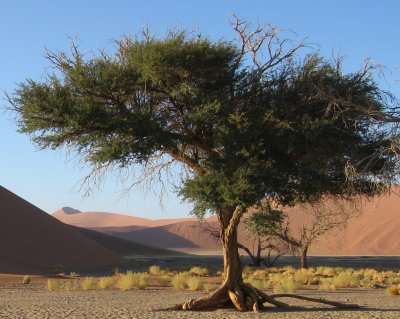 Branching Tree